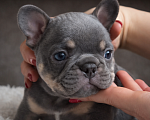 Собаки в Краснодаре: Французский бульдог Мальчик, 70 000 руб. - фото 6