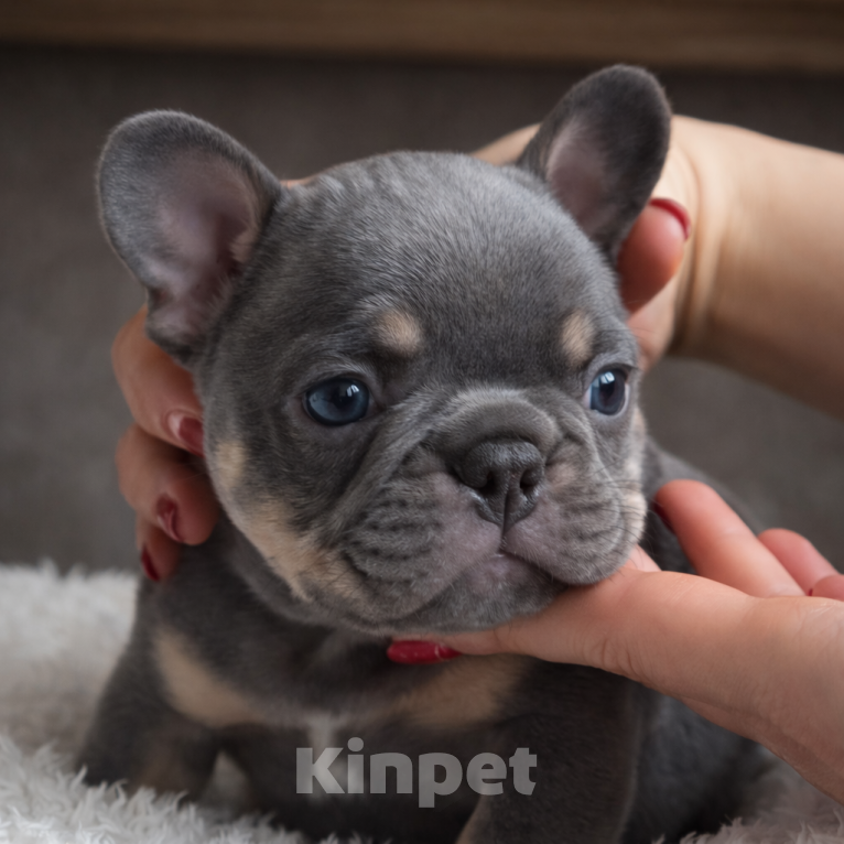 Собаки в Краснодаре: Французский бульдог Мальчик, 70 000 руб. - фото 6