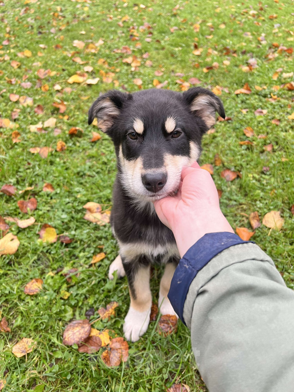 Собаки в других городах Московской области: Невероятно добрая и ласковая девочка-щенок ищет семью! Девочка, Бесплатно - фото 6