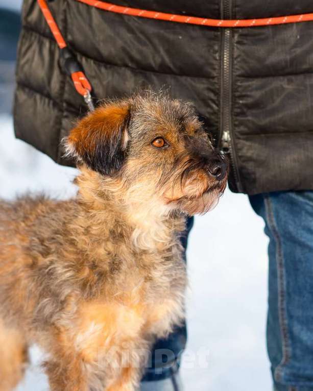 Собаки в Санкт-Петербурге: Редкой внешности собачка ищет дом Девочка, Бесплатно - фото 4