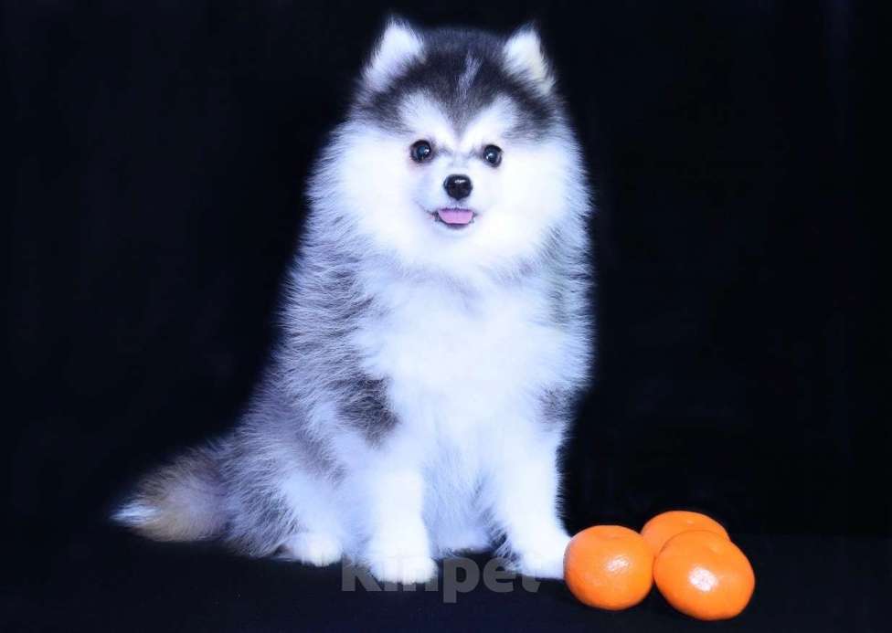 Собаки в Краснодаре: Девочка Помски Девочка, 200 000 руб. - фото 3