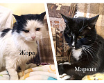 Кошки в Москве: Возрастные котики Маркиз и Жора, каждый ищет своего ответственного хозяина Мальчик, Бесплатно - фото 1