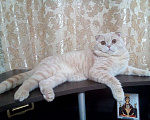 Кошки в Кингисеппе: !Вязка с шикарным котом!, 1 700 руб. - фото 1