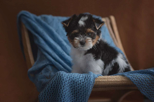 Щенок бивер терьера