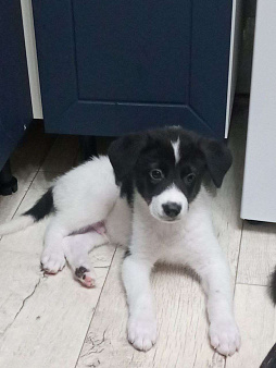 Щенки в добрые руки