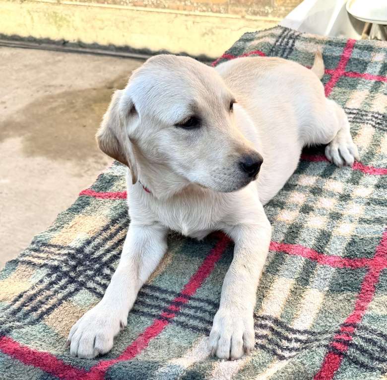 Собаки в Краснодаре: Щенки лабрадора палевые ркф  Девочка, 25 000 руб. - фото 8