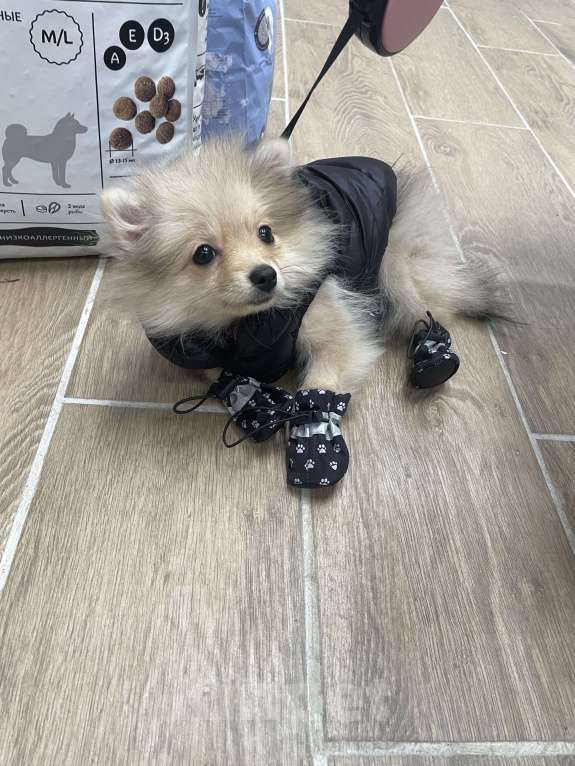 Собаки в Москве: Помиранский шпиц девочка Девочка, 50 000 руб. - фото 4