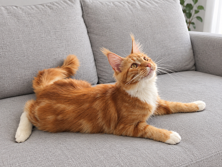 Котёнок мейн кун
