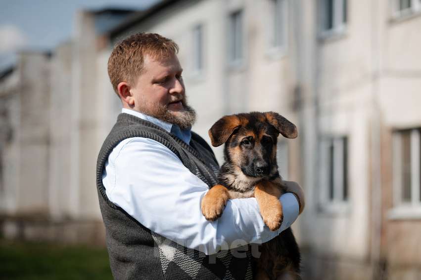 Собаки в Краснодаре: Щенки немецкой овчарки Разнополые, Бесплатно - фото 5