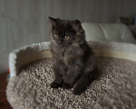 Кошки в Санкт-Петербурге: Британский мальчик . Мальчик, 25 000 руб. - фото 2