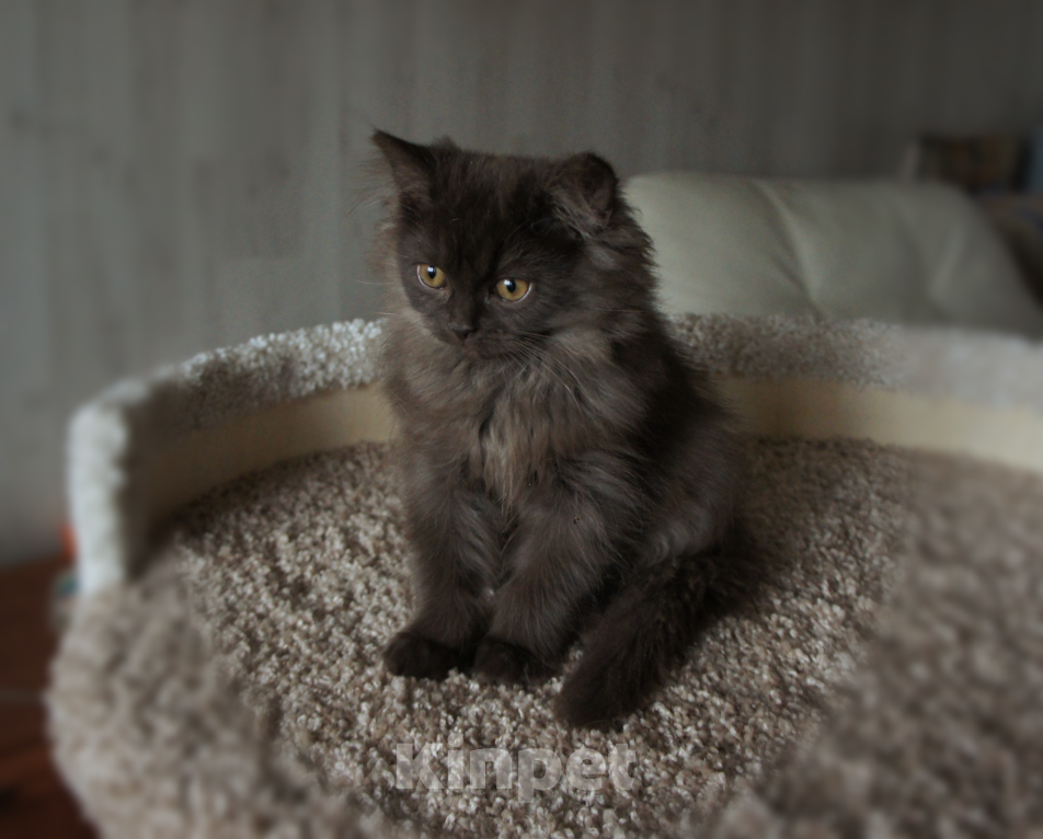 Кошки в Санкт-Петербурге: Британский мальчик . Мальчик, 25 000 руб. - фото 2