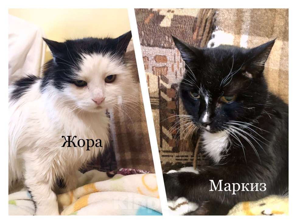 Кошки в Москве: Возрастные котики Маркиз и Жора, каждый ищет своего ответственного хозяина Мальчик, Бесплатно - фото 1