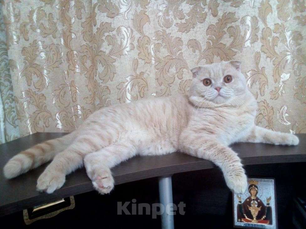 Кошки в Кингисеппе: !Вязка с шикарным котом!, 1 700 руб. - фото 1