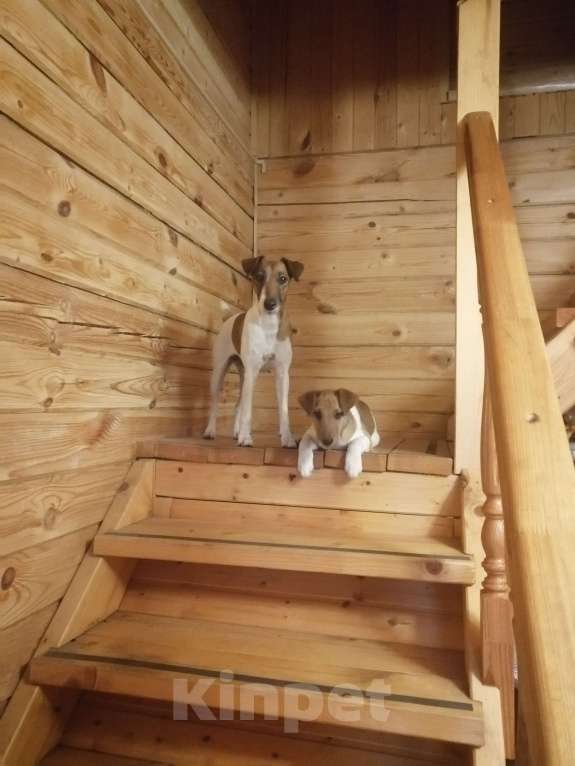 Собаки в Котельнике: Гладкошертный фокстерьер Мальчик, 10 000 руб. - фото 1