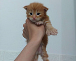 Кошки в Щелково: Мальчик мейн-кун полидакт  Мальчик, 150 000 руб. - фото 1