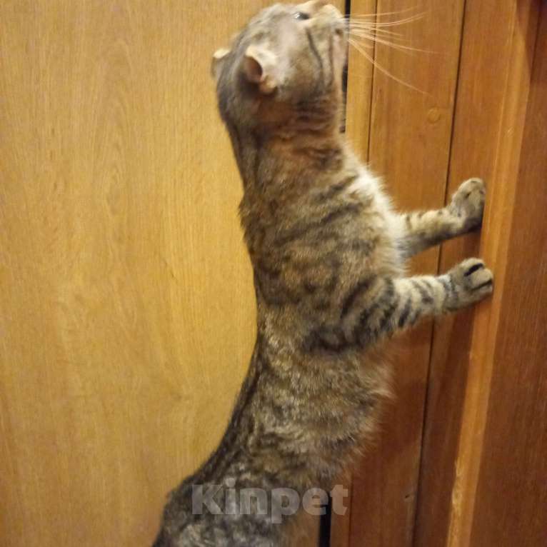 Кошки в Санкт-Петербурге: В добрые руки вислоухая девочка. Девочка, 1 000 руб. - фото 3