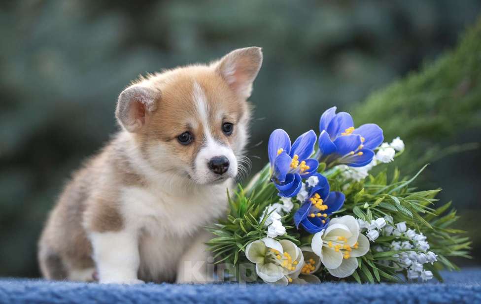 Собаки в Краснодаре: Вельш корги пемброк щенок девочка Девочка, Бесплатно - фото 4