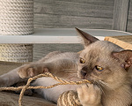 Кошки в Москве: Бурманский котенок Мальчик, Бесплатно - фото 1