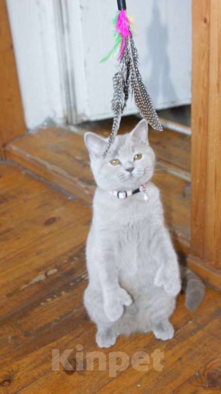 Кошки в Коломне: Полидактильные шотландцы из Канады Мальчик, 40 000 руб. - фото 2