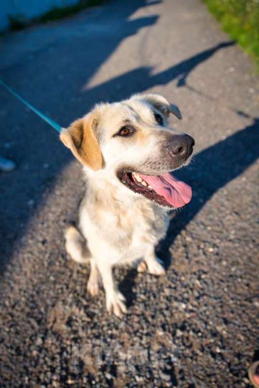 Собаки в Москве: Общительная и добродушная собака Моника в дар Девочка, 1 руб. - фото 7