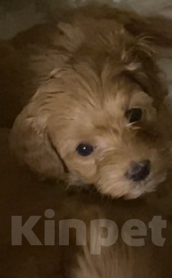 Собаки в Оленегорске: Продажа Девочка, 60 000 руб. - фото 1