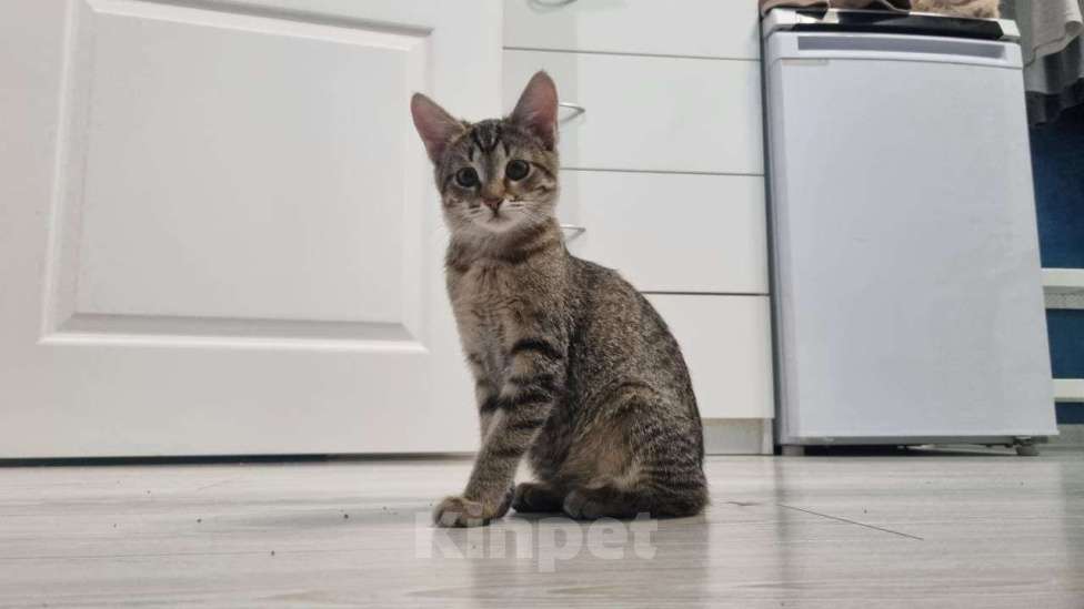 Кошки в Москве: Сина и Жан  Девочка, Бесплатно - фото 4