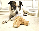 Собаки в Химках: Умка метис ищет дом Мальчик, Бесплатно - фото 4