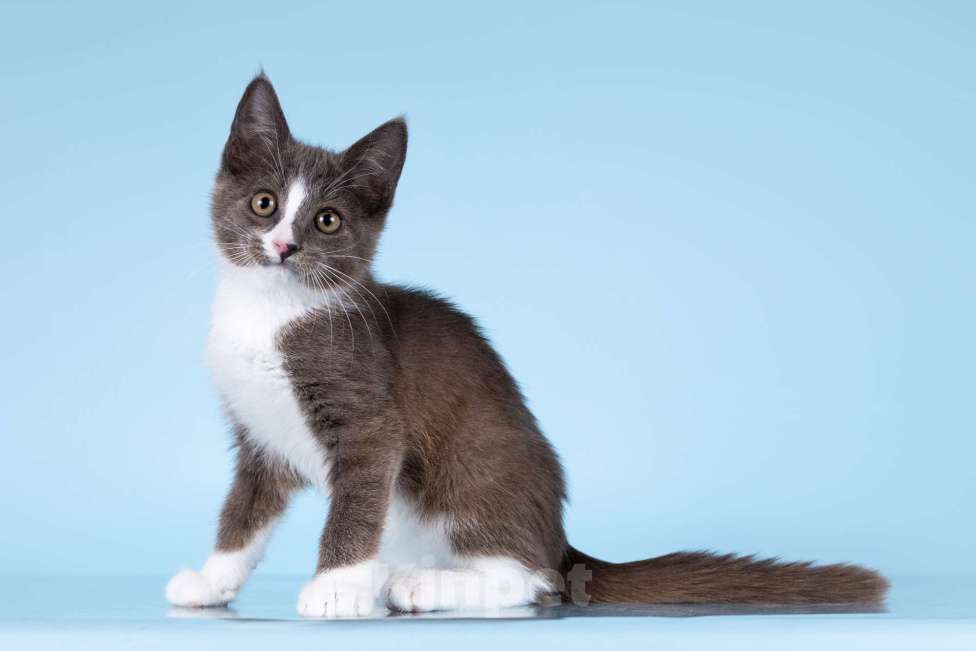 Кошки в Москве: Разноцветные котята в добрые руки Мальчик, 1 руб. - фото 1