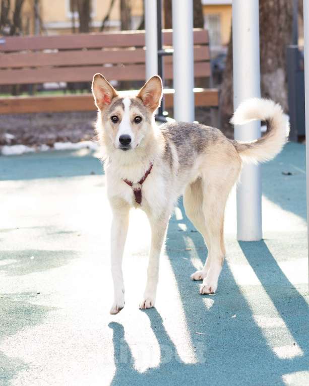 Собаки в Москве: Собака-компаньон в добрые руки Девочка, Бесплатно - фото 3