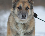 Собаки в Москве: Волк Мальчик, Бесплатно - фото 2