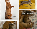 Кошки в Москве: Абиссинские котята с документами 🔥🔥🔥 Мальчик, 30 000 руб. - фото 1