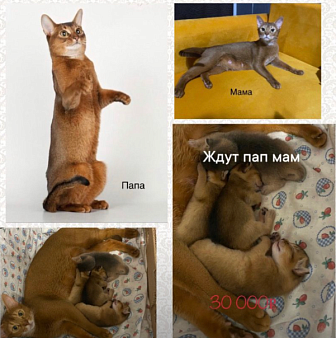 Объявление: Абиссинские котята с документами :f09f94a5::f09f94a5::f09f94a5:, 30 000 руб., Москва