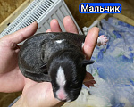 Собаки в Кинешме: Щенки Амстаффа Разнополые, 60 000 руб. - фото 2