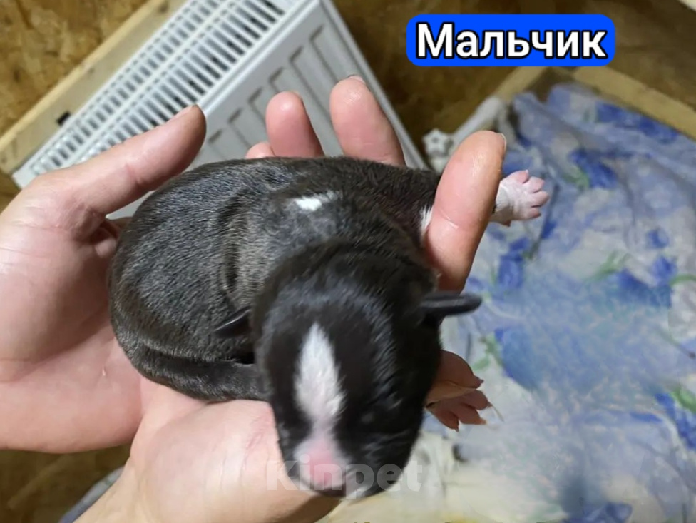 Собаки в Кинешме: Щенки Амстаффа Разнополые, 60 000 руб. - фото 2