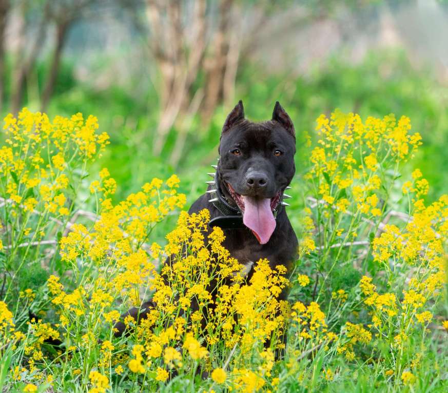 Собаки в Москве: Веном в добрые руки Мальчик, Бесплатно - фото 7