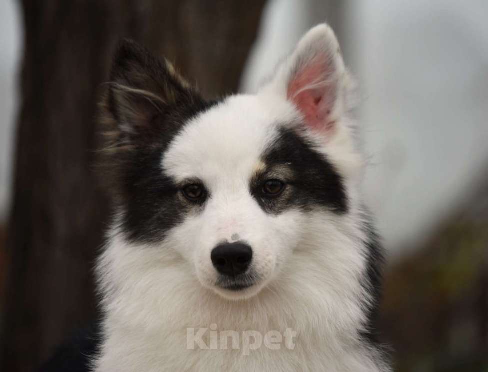 Собаки в Москве: Ненецкая оленегонная лайка. Сука Алекса. Девочка, 60 000 руб. - фото 7