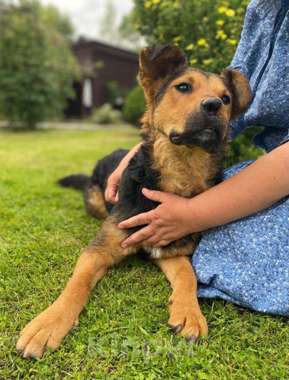 Собаки в Москве: Маргошу никто не замечает, подарите ей дом Девочка, Бесплатно - фото 7