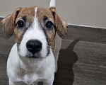 Собаки в Высоковске: Джек-рассел терьер Мальчик, 45 000 руб. - фото 1
