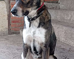 Собаки в Краснодаре: ДЖЕМ СУПЕР ОХРАННИК Мальчик, Бесплатно - фото 3