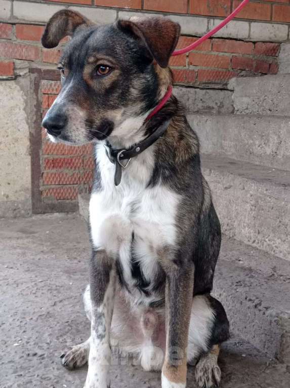 Собаки в Краснодаре: ДЖЕМ СУПЕР ОХРАННИК Мальчик, Бесплатно - фото 3