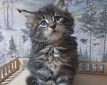 Кошки в Пензе: Мейн кун полидакт кот Мальчик, 25 000 руб. - фото 2