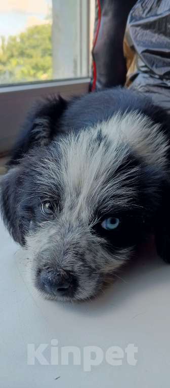 Собаки в Михайловске: Мотя Девочка, Бесплатно - фото 2