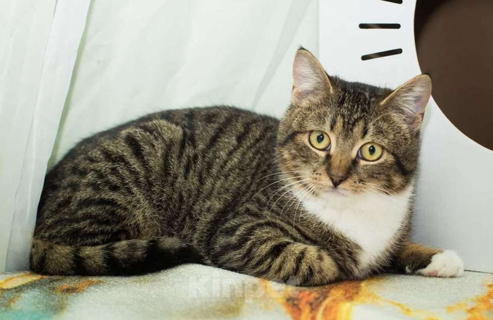 Кошки в Москве: Мия Девочка, Бесплатно - фото 3