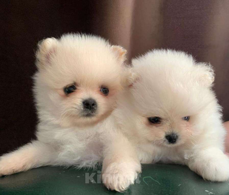 Собаки в Новосибирске: Шпицы Мальчик, 25 000 руб. - фото 5