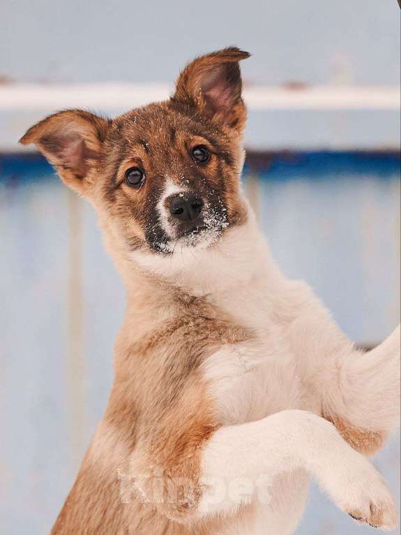 Собаки в других городах Московской области: Алекса,якутенок Девочка, Бесплатно - фото 6