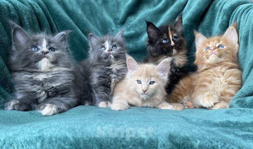 Кошки в Одинцово: Котята мейн кун Мальчик, 15 000 руб. - фото 2