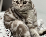 Кошки в Химках: Кот по имени Мош ищет дом Мальчик, Бесплатно - фото 1