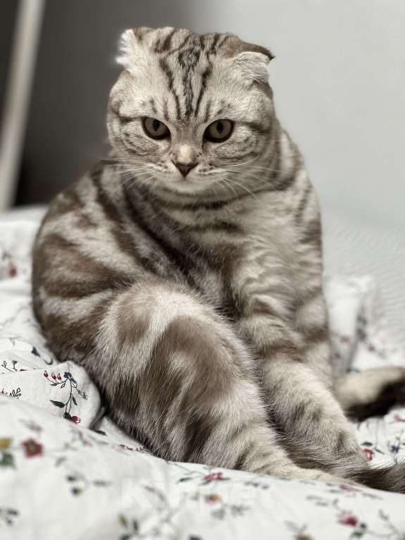 Кошки в Химках: Кот по имени Мош ищет дом Мальчик, Бесплатно - фото 1