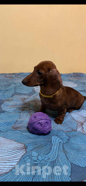 Собаки в Москве: Тигровая мини такса Девочка, 50 руб. - фото 2