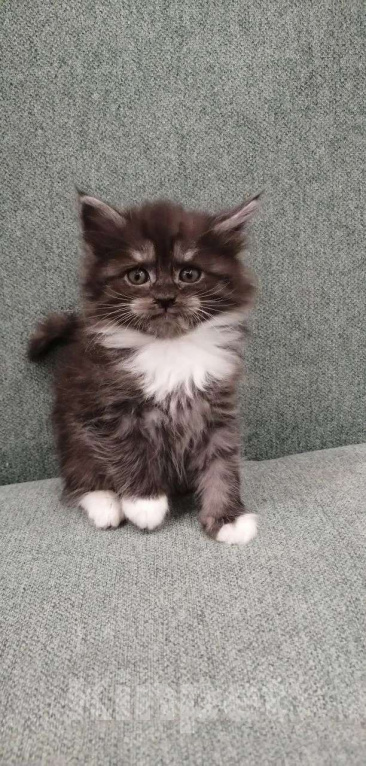 Кошки в других городах Липецкой области: Мейн-кун котёнок  Девочка, 15 000 руб. - фото 1